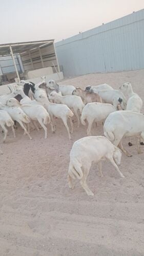 رخلات رفيدات