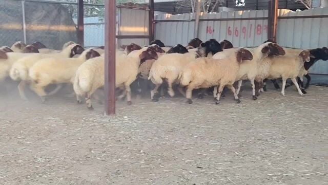 شويهات سوريه