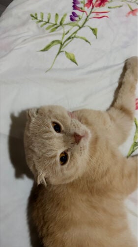 Purebred Scottish Fold Cat for Sale