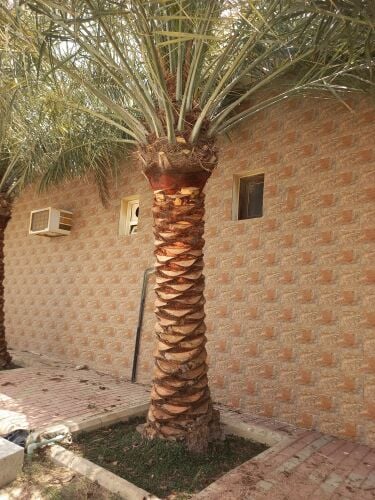 الزراعه الحدائق