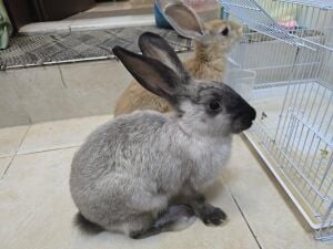 they are very  clean and playful
