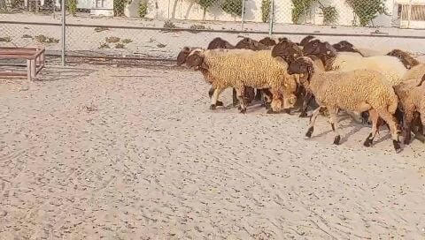 اللبيع 