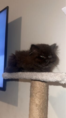 cat