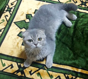 Scottish fold 