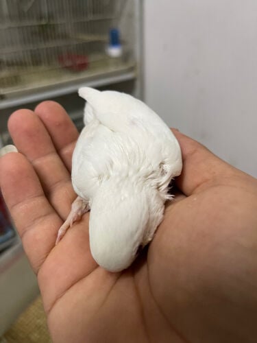 للبيع  فرخ روزالبينو 