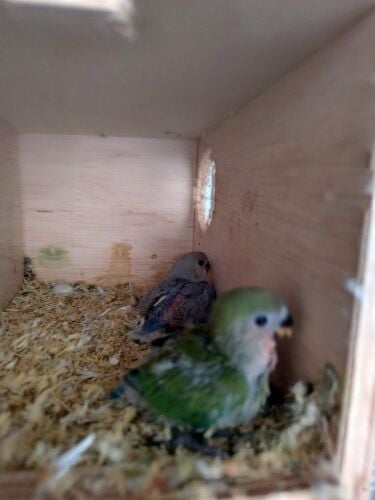 lovebird