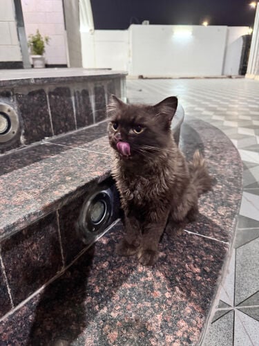 male for adoption 