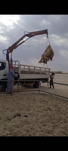 تحميل إبل