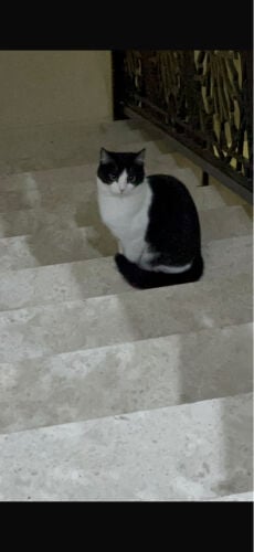 catd for adoption