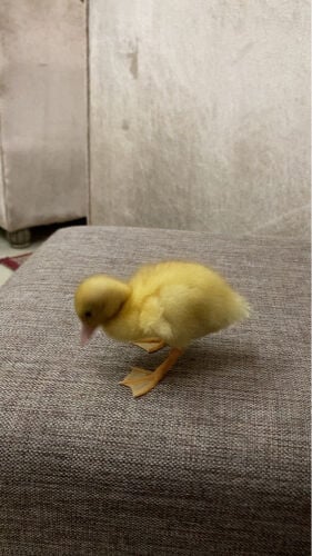 duck sale