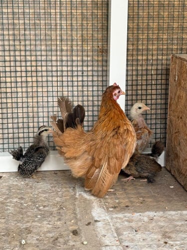 Japanese chicken with chicks