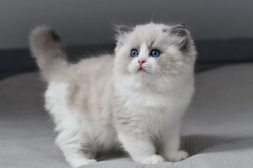 Purebreed Ragdoll Kitten