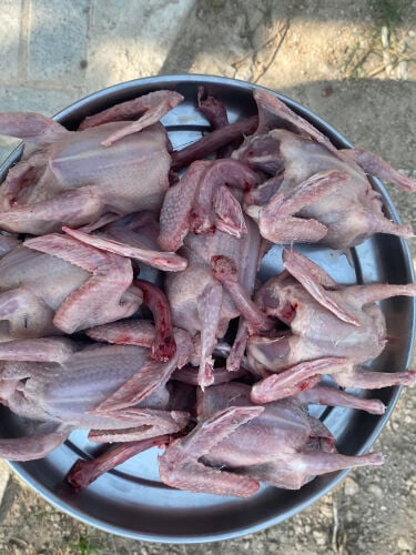 زغاليل زاجل