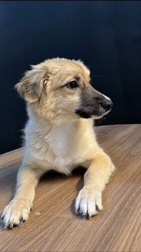 pomeranian X JackRussel
