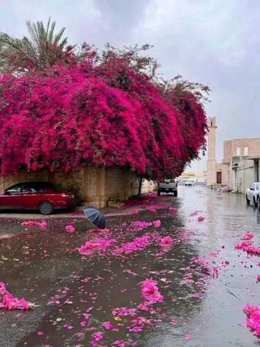معلمة