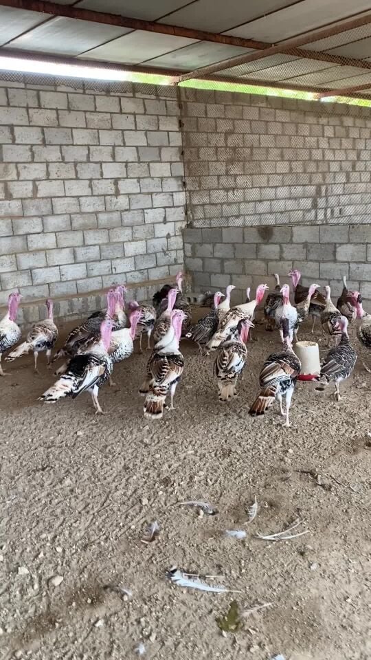 Turkey