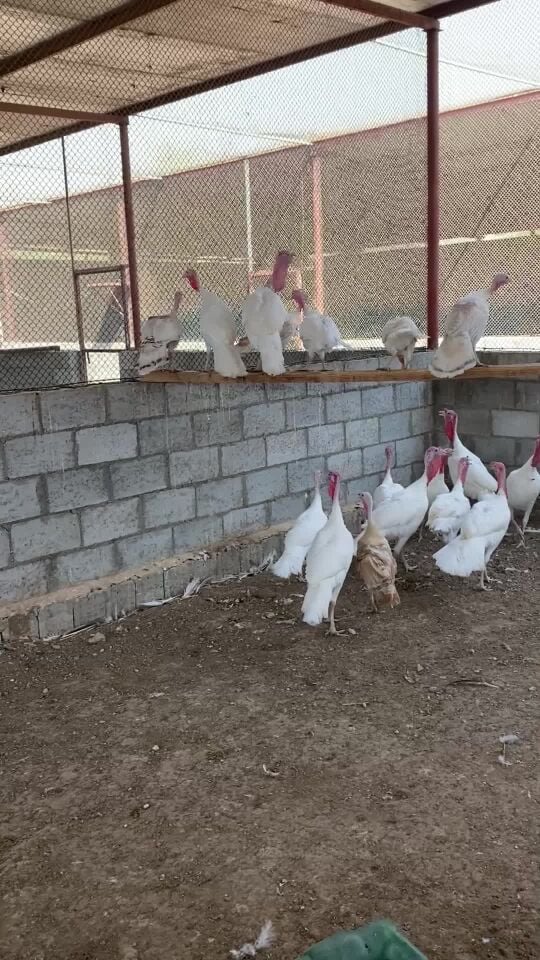 Turkey