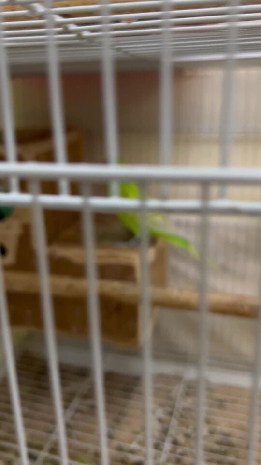 beautiful budgies