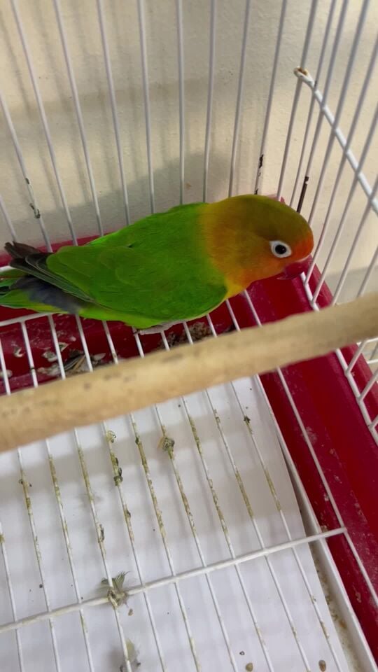 beautiful love bird