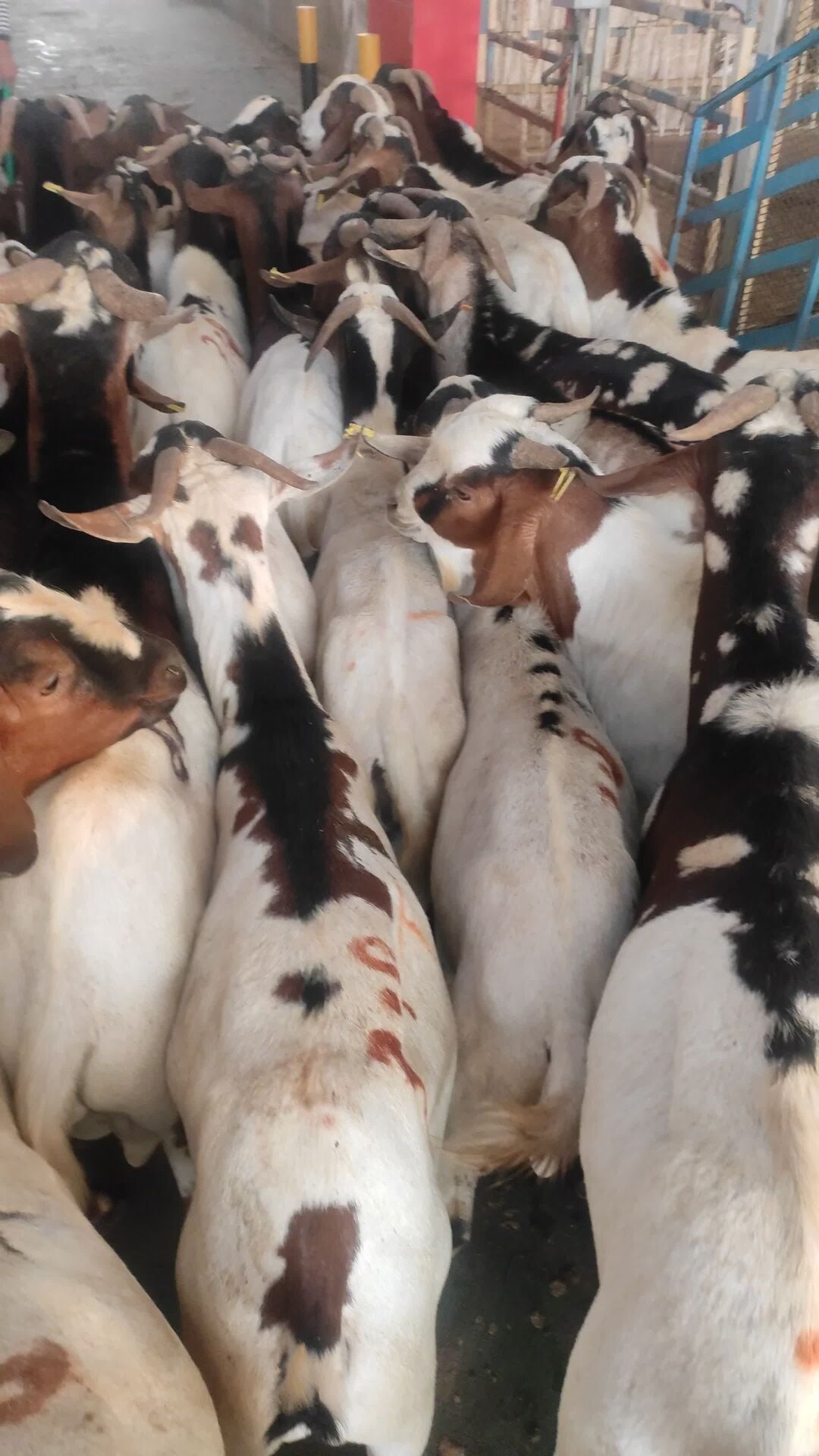 India Big Goat