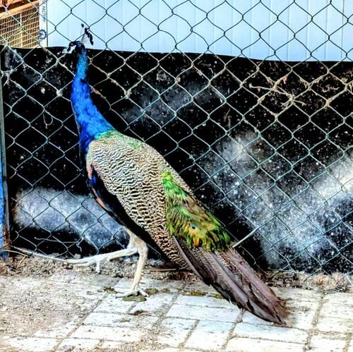 peacock mail