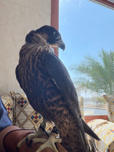 فرخ شاهين مزرعه اسبانيه 