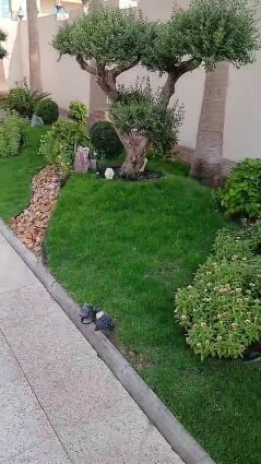 عشاق شجر الزيتون