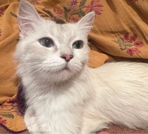 Ragdoll blue eyes 1 month pregnant 