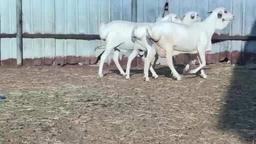 للبيع غنم بربر برص أصايل فاخره 