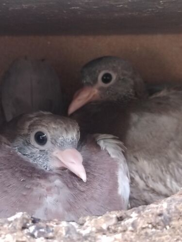 pigeons pair 50 riyal