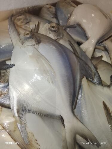 fish sale