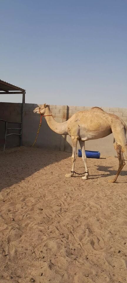 بكرة جدعة