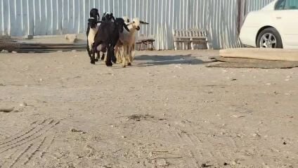 فحوله عيرب بيض وعيرب سود طيبه