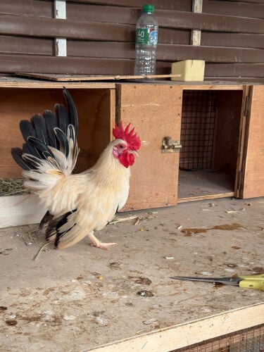 Japanese Rooster for sale