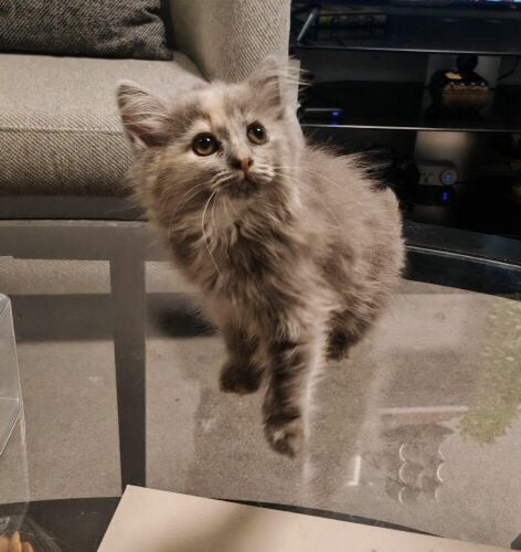 Persian cat for sale