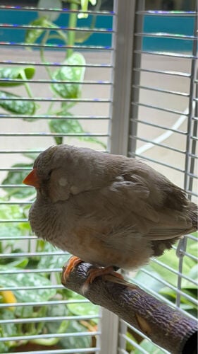 XL Jumbo size English zebra finch 