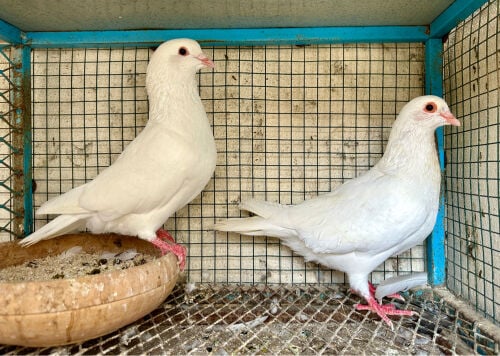 Pure Laham super Jumbo
