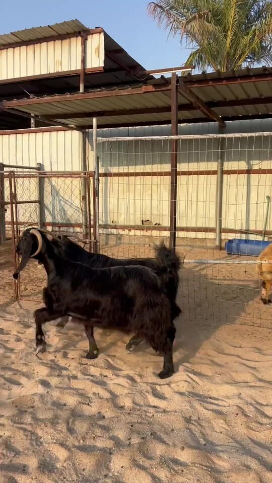 معزا قبرصيه دفيع طيبه 