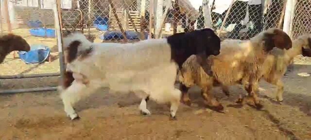 تيس قبرصي طيب السن رباع