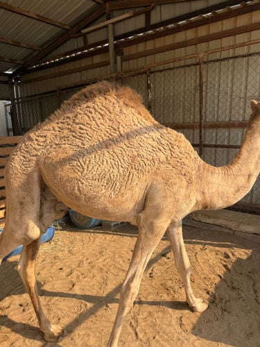 للبيع مفرود من تحت امه 