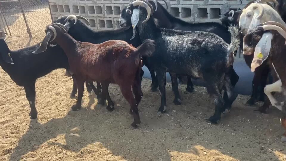 للبيع معزه قبرصيات طيبه