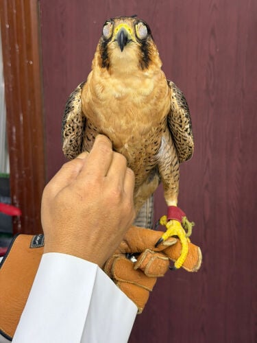 جبلية  