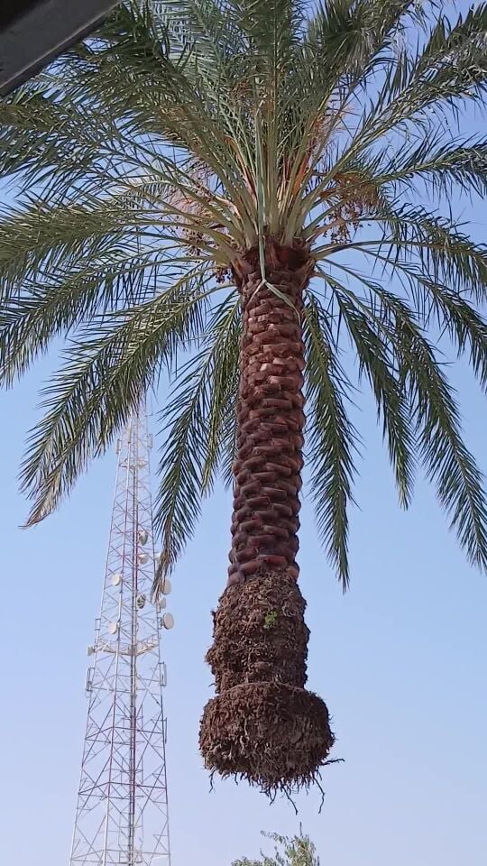 النقل للنخيل وكافه متعلاقاته