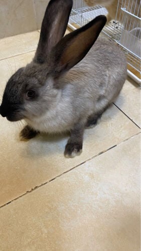 bunnies for sale