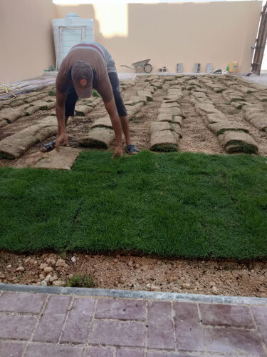 زراعة عشب طبيعي