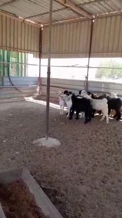 تيوس زبايح