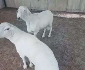 للبيع. فحلين حريات توها ثنايا 