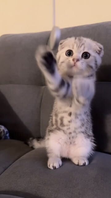 kitten for sale