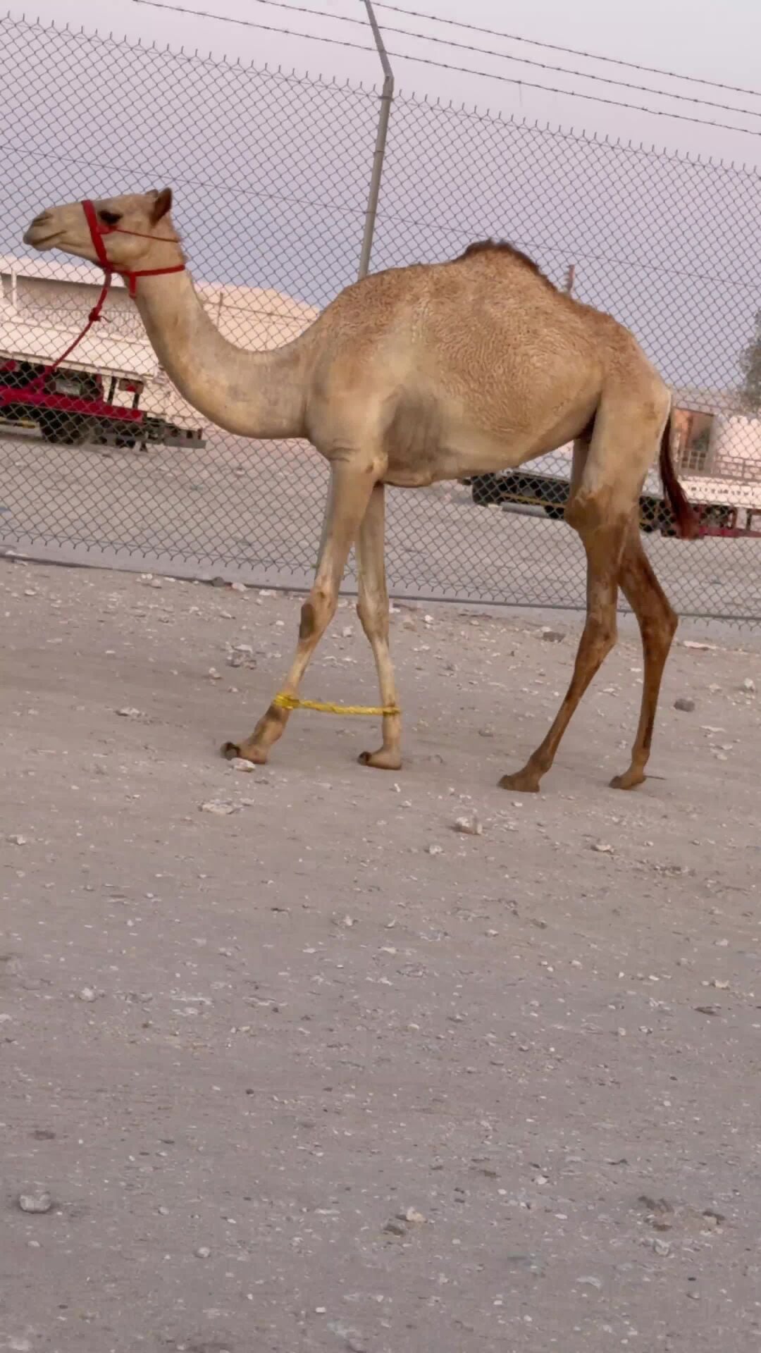 بكره حقه 