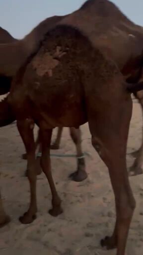 قعود مجهم تحت امه عادة يرضع